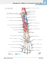 Frank H. Netter, MD - Atlas of Human Anatomy (6th ed ) 2014, page 486